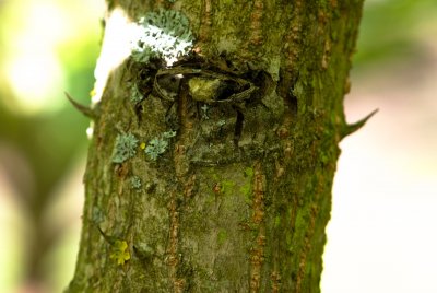 Aralia elata 'Aureovariegata' - arálie štíhlá - kůra